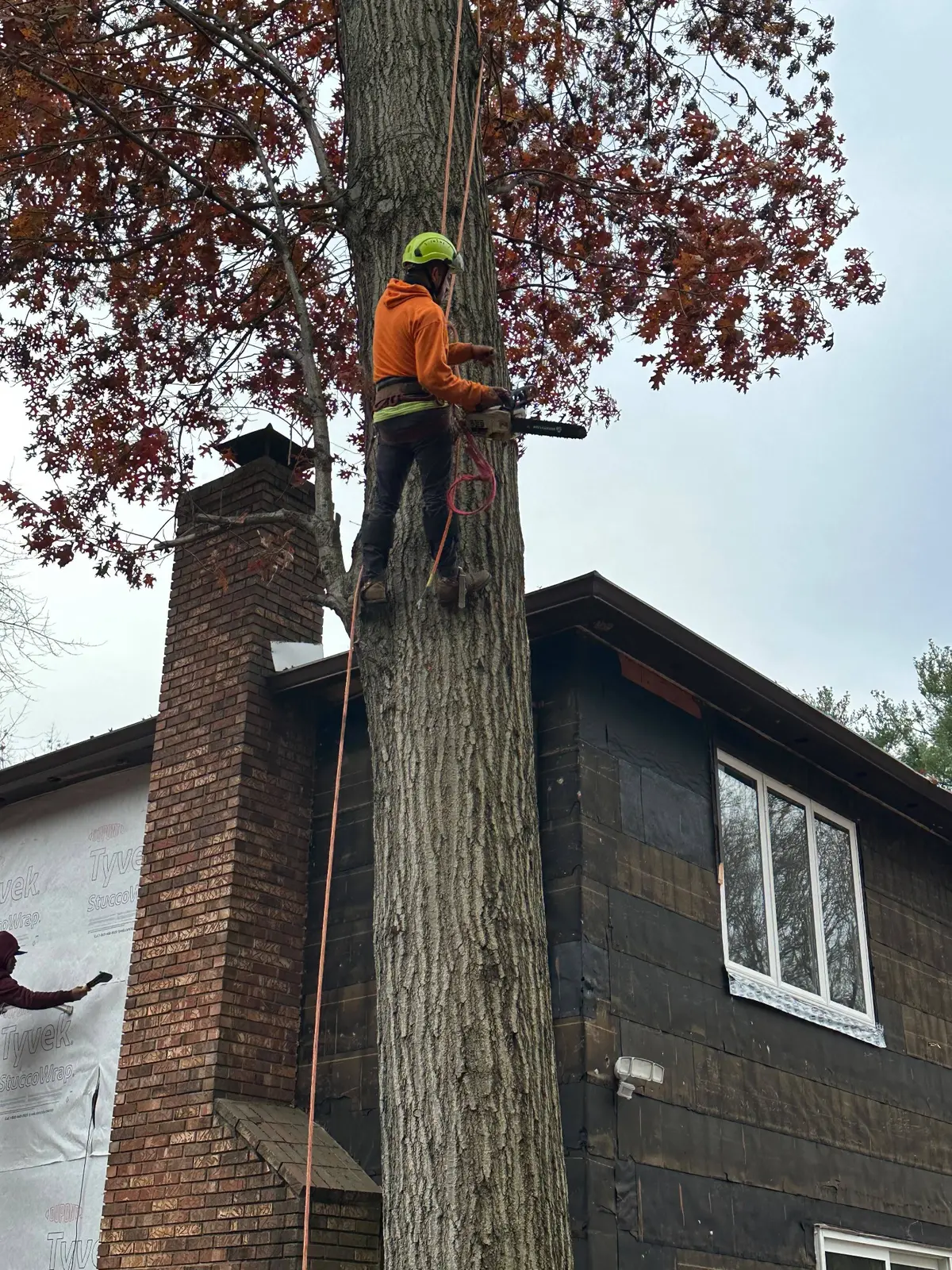 Tree work services by Palacios Bro Construction LLC